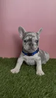 Blue Collar Fluffy Carrier , a male French Bulldog for sale in West Palm Beach, FL – 1 of 6