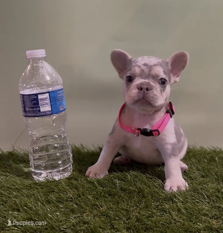 Pink Collar Fluffy Carrier – French Bulldog puppy for sale in West Palm Beach, FL