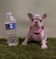Pink Collar Fluffy Carrier, a female French Bulldog for sale in West Palm Beach, FL – 2 of 6
