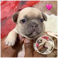 Peach Collar Fluffy Carrier, a female French Bulldog for sale in West Palm Beach, FL – 2 of 5
