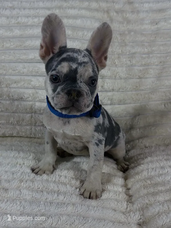 Blue Collar Fluffy Carrier  – French Bulldog puppy for sale in West Palm Beach, FL