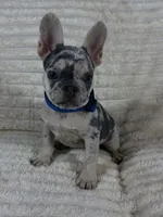 Blue Collar Fluffy Carrier , a male French Bulldog for sale in West Palm Beach, FL – 1 of 9