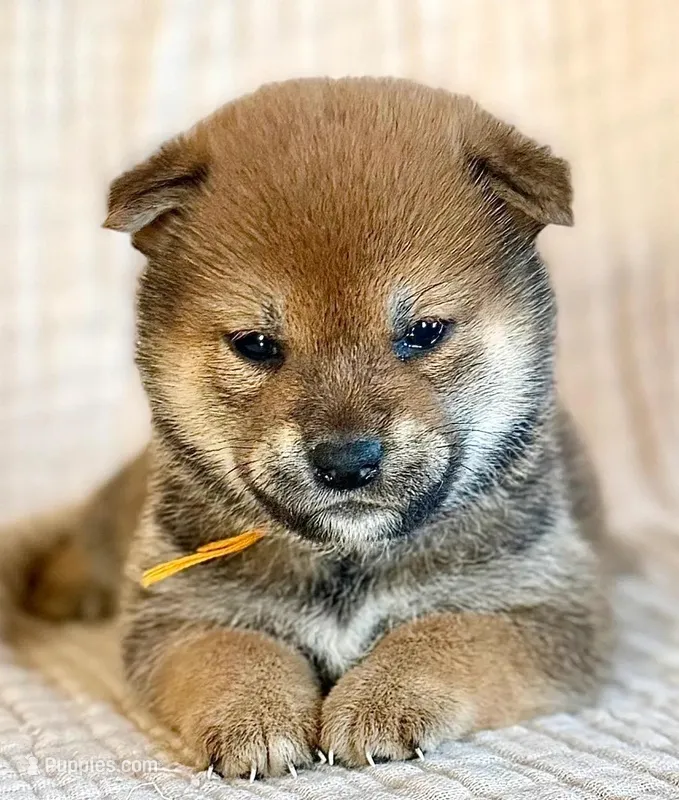 Dax – Shiba Inu puppy for sale in Trenton, NE