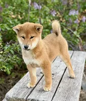 Ginger, a female Shiba Inu for sale in Trenton, NE – Photo 2 of 2