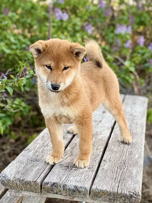 Ginger – Shiba Inu puppy for sale in Trenton, NE