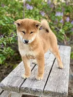 Ginger, a female Shiba Inu for sale in Trenton, NE – Photo 1 of 2