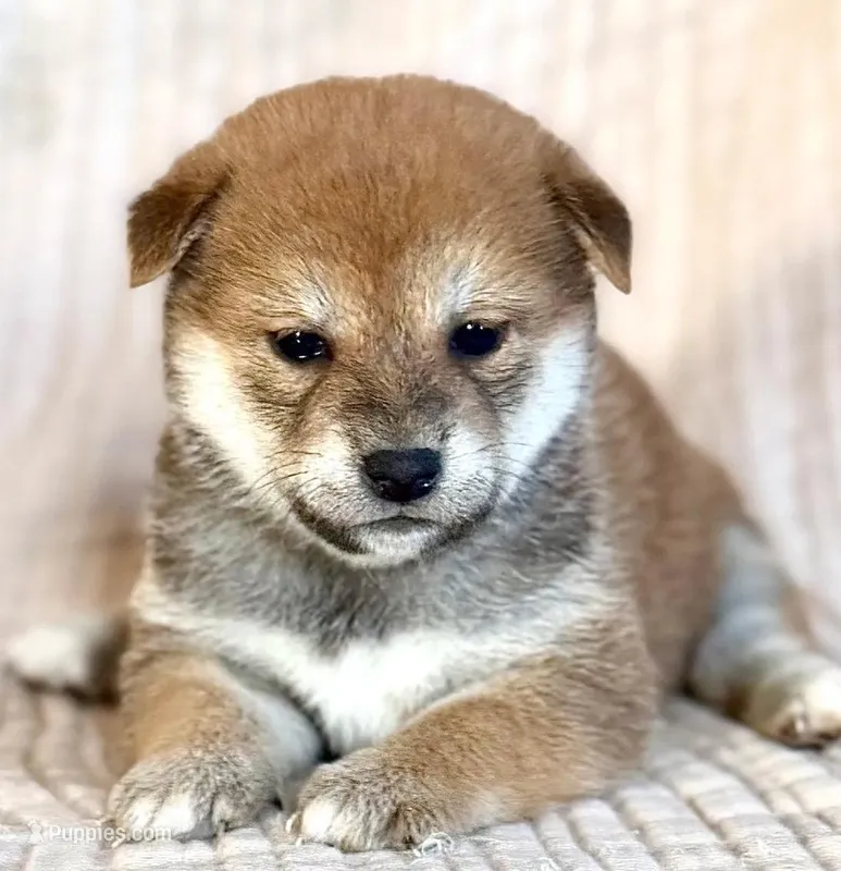 Dasha – Shiba Inu puppy for sale in Trenton, NE
