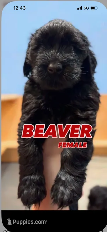 Beaver  – Giant Schnauzer puppy for sale in Hawthorne, NJ