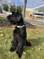 Tuna , a female Giant Schnauzer for sale in Hawthorne, NJ – 3 of 5