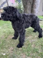 Mouse , a female Giant Schnauzer for sale in Hawthorne, NJ – 3 of 7