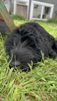 Tuna , a female Giant Schnauzer for sale in Hawthorne, NJ – 4 of 7