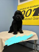 Tuna , a female Giant Schnauzer for sale in Hawthorne, NJ – 6 of 7