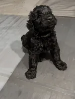 Grizzly, a female Giant Schnauzer for sale in Hawthorne, NJ – 2 of 5