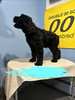 Tuna , a female Giant Schnauzer for sale in Hawthorne, NJ – 7 of 7