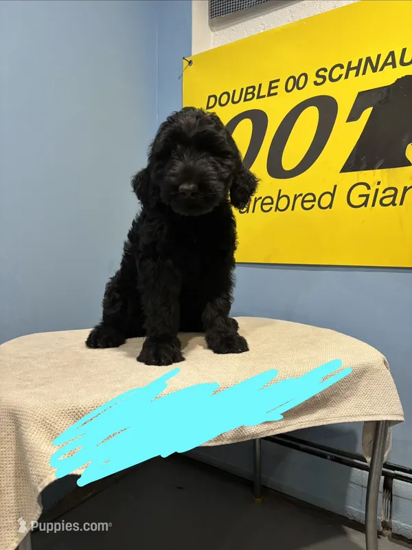 Tuna  – Giant Schnauzer puppy for sale in Hawthorne, NJ