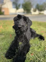Tuna , a female Giant Schnauzer for sale in Hawthorne, NJ – 2 of 5