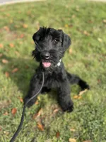 Tuna , a female Giant Schnauzer for sale in Hawthorne, NJ – 4 of 5
