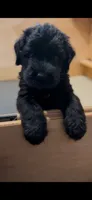 Grizzly, a female Giant Schnauzer for sale in Hawthorne, NJ – 4 of 5