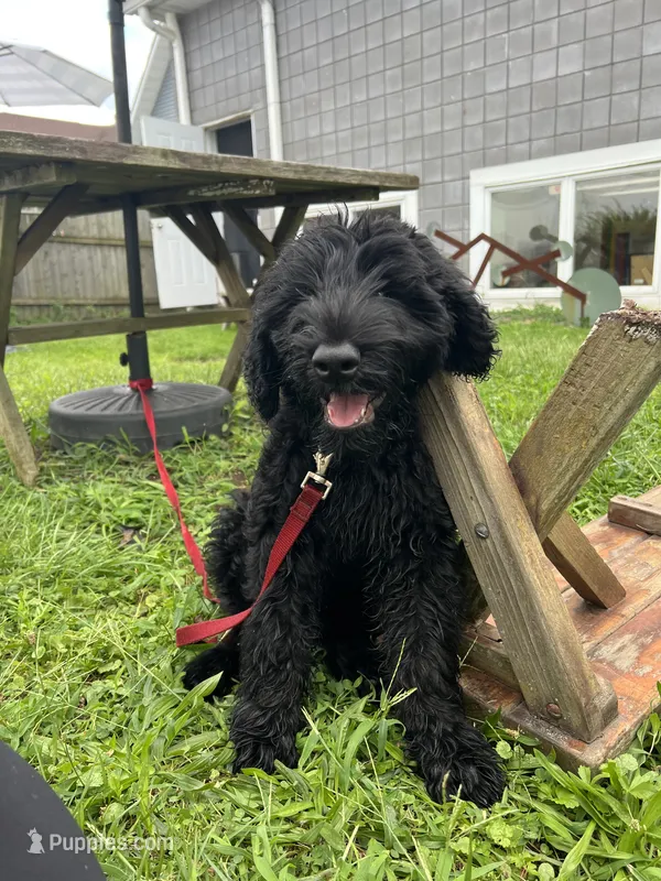 Tuna  – Giant Schnauzer puppy for sale in Hawthorne, NJ