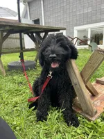 Tuna , a female Giant Schnauzer for sale in Hawthorne, NJ – 5 of 7