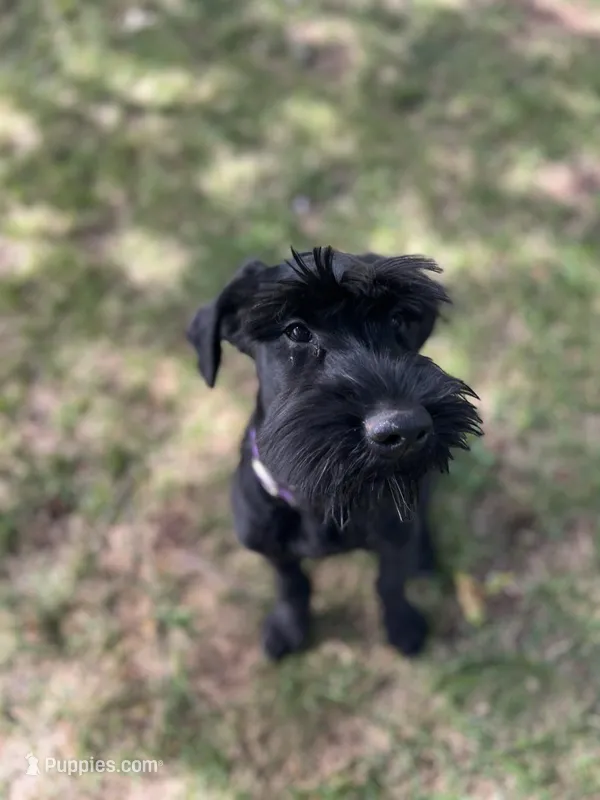 Grizzly  – Giant Schnauzer puppy for sale in Hawthorne, NJ