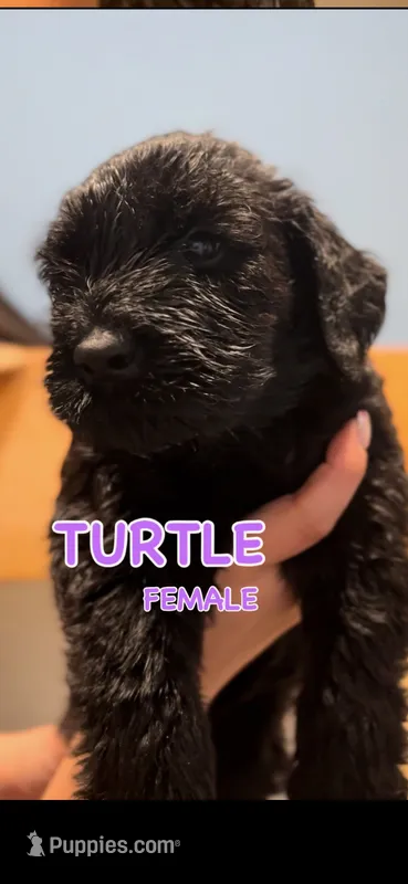 Turtle  – Giant Schnauzer puppy for sale in Hawthorne, NJ