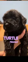 Turtle , a female Giant Schnauzer for sale in Hawthorne, NJ – 1 of 3