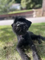 Grizzly , a female Giant Schnauzer for sale in Hawthorne, NJ – 3 of 5