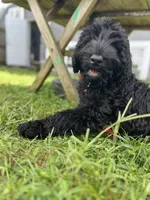Tuna , a female Giant Schnauzer for sale in Hawthorne, NJ – 3 of 7