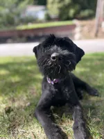 Grizzly , a female Giant Schnauzer for sale in Hawthorne, NJ – 2 of 5