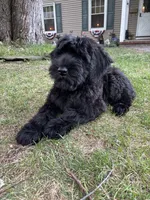 Grizzly , a female Giant Schnauzer for sale in Hawthorne, NJ – 3 of 7
