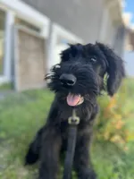 Mouse , a female Giant Schnauzer for sale in Hawthorne, NJ – 3 of 4