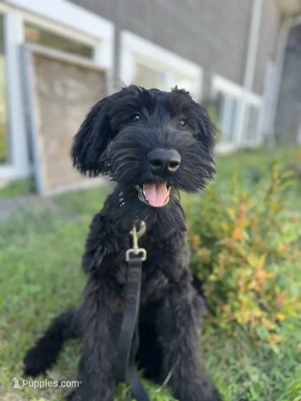 Mouse  – Giant Schnauzer puppy for sale in Hawthorne, NJ