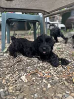 Mouse , a female Giant Schnauzer for sale in Hawthorne, NJ – 4 of 5