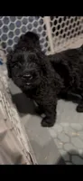 Grizzly, a female Giant Schnauzer for sale in Hawthorne, NJ – 3 of 5