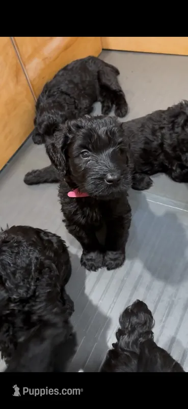 Mouse  – Giant Schnauzer puppy for sale in Hawthorne, NJ