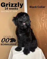 Grizzly , a female Giant Schnauzer for sale in Hawthorne, NJ – 2 of 7