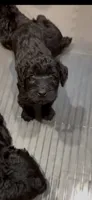 Mouse , a female Giant Schnauzer for sale in Hawthorne, NJ – 2 of 5