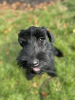 Tuna , a female Giant Schnauzer for sale in Hawthorne, NJ – 5 of 5