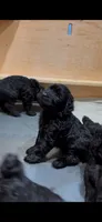 Beaver , a female Giant Schnauzer for sale in Hawthorne, NJ – 2 of 2