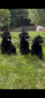 Grizzly , a female Giant Schnauzer for sale in Hawthorne, NJ – 7 of 7