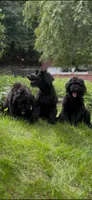 Mouse , a female Giant Schnauzer for sale in Hawthorne, NJ – 6 of 7