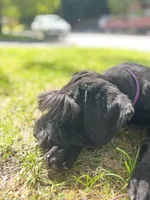 Grizzly , a female Giant Schnauzer for sale in Hawthorne, NJ – 5 of 5