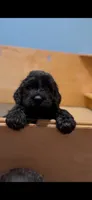 Turtle , a female Giant Schnauzer for sale in Hawthorne, NJ – 2 of 3