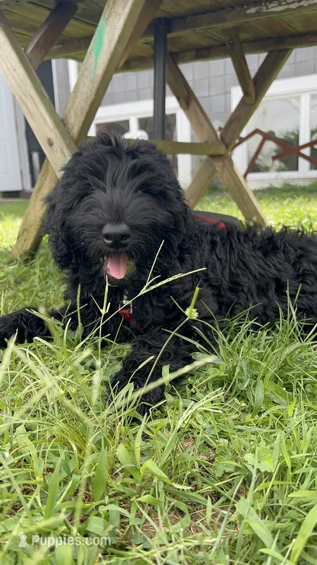 Tuna  – Giant Schnauzer puppy for sale in Hawthorne, NJ