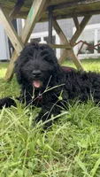 Tuna , a female Giant Schnauzer for sale in Hawthorne, NJ – 1 of 7