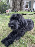 Mouse , a female Giant Schnauzer for sale in Hawthorne, NJ – 5 of 7