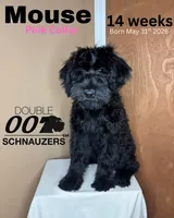 Mouse , a female Giant Schnauzer for sale in Hawthorne, NJ – 2 of 7