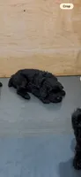 Turtle , a female Giant Schnauzer for sale in Hawthorne, NJ – 3 of 3
