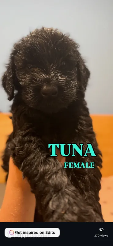 Tuna  – Giant Schnauzer puppy for sale in Hawthorne, NJ